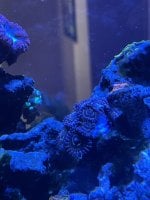 IMG_5797.jpeg