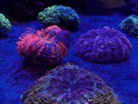 IMG_0659.jpeg