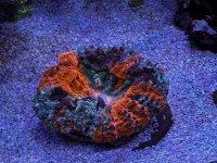IMG_0680.jpeg