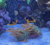 Clownfish.png