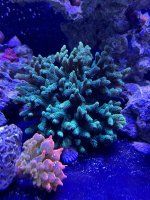 IMG_5983[1].JPG