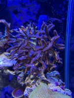 IMG_5985[1].JPG