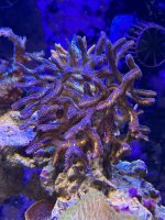 IMG_5988[1].JPG