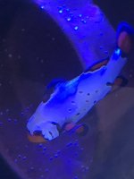 IMG_3296.jpeg