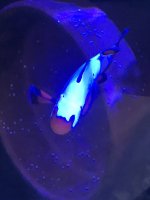 IMG_3295.jpeg