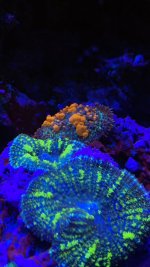 AD6BB110-9E6B-4896-9419-CEC325637116.jpeg AD6BB110-9E6B-4896-9419-CEC325637116.jpeg