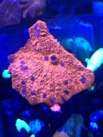 IMG_3516.jpeg
