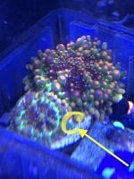 IMG_3520.jpeg