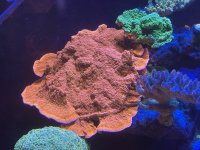 IMG_2648.jpeg