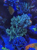 IMG_2651.jpeg