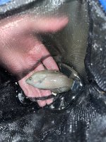 IMG_2241.jpeg