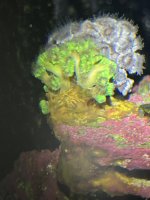 IMG_1547.jpeg