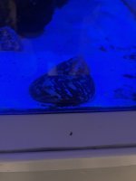 IMG_2593.jpeg