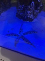 IMG_2592.jpeg