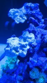 IMG_1937.jpeg