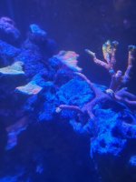 IMG_2509.jpeg