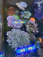 IMG_4125.jpeg