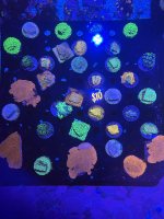 IMG_5545.jpeg