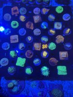 IMG_5544.jpeg