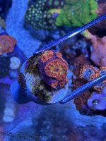 IMG_7060.jpeg