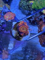IMG_7061.jpeg