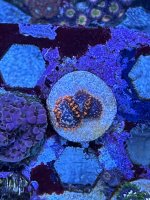 IMG_7066.jpeg