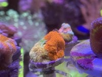 IMG_9115.jpeg