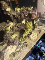 IMG_2489.jpeg