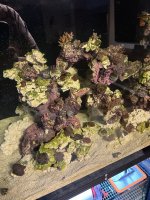 IMG_2490.jpeg
