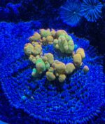 IMG_0704.jpeg
