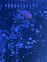 IMG_9852.jpeg
