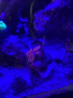 IMG_8727.jpg