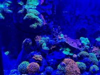 IMG_0455.jpeg