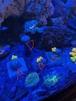 IMG_0907.jpeg