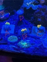 IMG_0909.jpeg