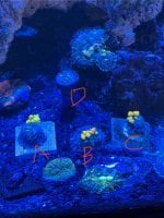 IMG_0916.jpeg