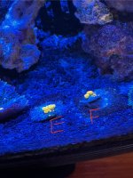 IMG_0910.jpeg