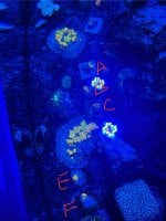 IMG_0915.jpeg