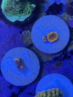 GMK zoa frag.jpg