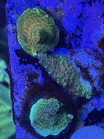 TGC Cream frag.jpg