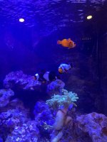 IMG_9158.jpeg