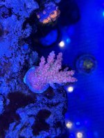 IMG_1870.jpeg