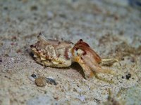 IMG_0551.jpeg