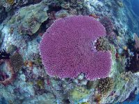 IMG_0445.jpeg