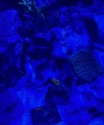 IMG_1370.jpeg
