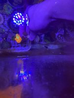 IMG_0533.jpeg