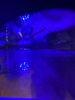 IMG_0554.jpeg