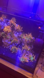 IMG_2351.jpeg
