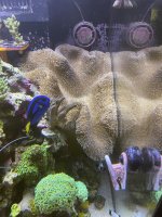 IMG_5072.jpeg