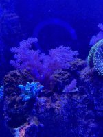 IMG_3231.jpeg